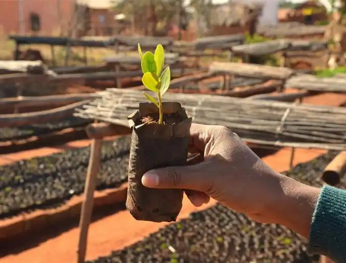 A young seedling with bright green leaves growing in a dark soil starter pot.