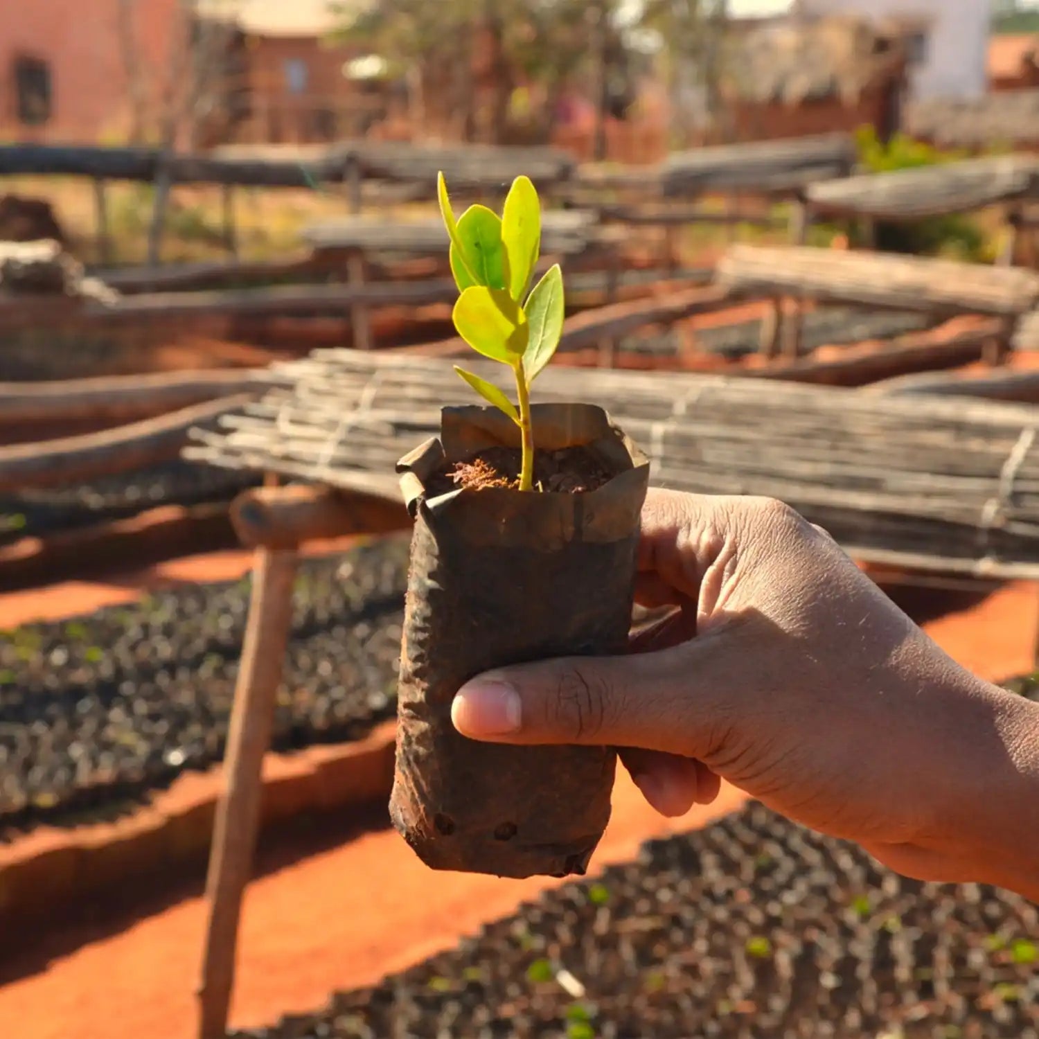 A young seedling sprouting from a dark soil-filled nursery pot held by a hand.